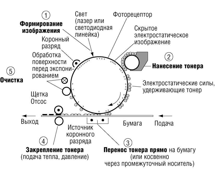 В принтерах используется электрографический принцип создания изображения